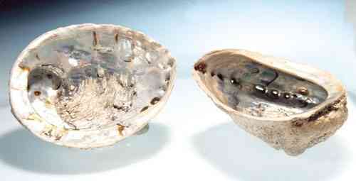 Seeohr-Muschel, ca. 10-15cm - Räuchergefäß